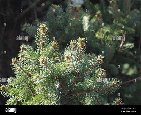 pinatreel|Pinaceae .